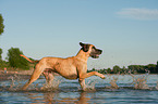 running Great Dane