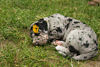 sleeping Great Dane Puppy