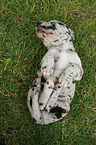 sleeping Great Dane Puppy