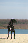 Great Dane