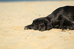 lying Great Dane