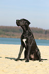 sitting Great Dane
