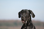 Great Dane Portrait