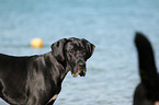 Great Dane Portrait