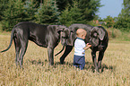 child and Great Danes