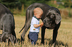 child and Great Danes