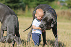 child and Great Danes