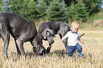 child and Great Danes