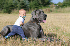 child and Great Dane