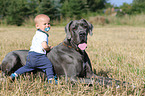 child and Great Dane