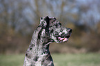 Great Dane Portrait