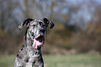 Great Dane Portrait