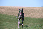 running Great Dane