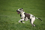 running Great Dane