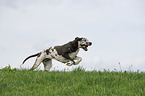 running Great Dane