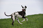 running Great Dane