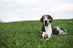 lying Great Dane
