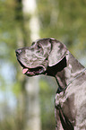 Great Dane Portrait