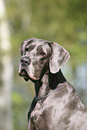 Great Dane Portrait