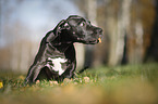 sitting Great Dane Puppy