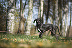 Great Dane Puppy