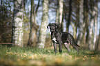 standing Great Dane Puppy