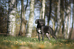 standing Great Dane Puppy