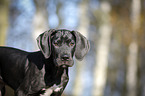 Great Dane Puppy Portrait