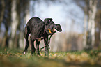 Great Dane Puppy