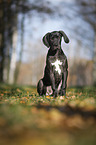 sitting Great Dane Puppy