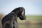 Great Dane Puppy Portrait