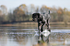 Great Dane Puppy