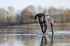 Great Dane Puppy