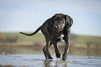 running Great Dane Puppy