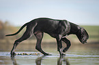 Great Dane Puppy