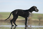 standing Great Dane Puppy