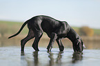 Great Dane Puppy