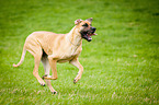 running Great Dane