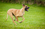 running Great Dane