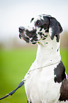 Great Dane Portrait