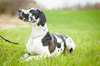 lying Great Dane