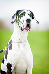 Great Dane Portrait