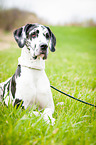 lying Great Dane