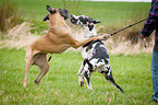 playing Great Danes