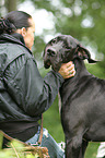 woman and Great Dane