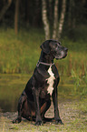 sitting Great Dane