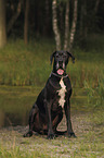 sitting Great Dane