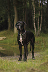 sitting Great Dane