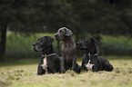 Great Danes