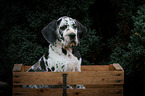 Great Dane Puppy